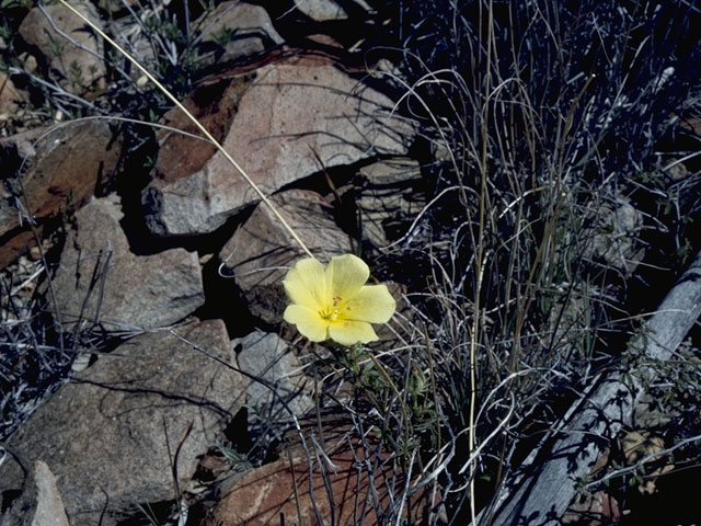 Hibiscus coulteri (Desert rosemallow) #814