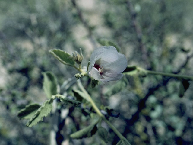 Hibiscus denudatus (Paleface) #815