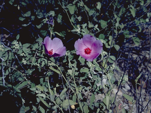 Hibiscus denudatus (Paleface) #816