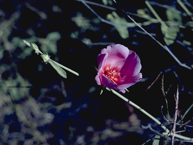 Hibiscus denudatus (Paleface) #817