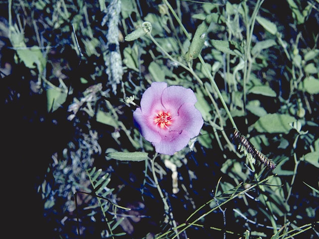 Hibiscus denudatus (Paleface) #818