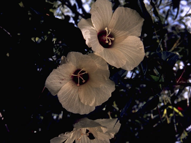 Hibiscus lasiocarpos (Woolly rose-mallow) #822