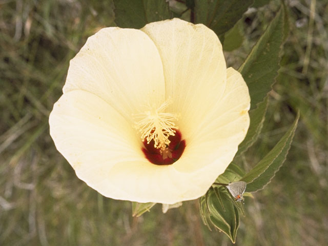 Hibiscus lasiocarpos (Woolly rose-mallow) #823