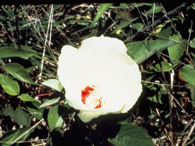 Hibiscus lasiocarpos (Woolly rose-mallow) #826