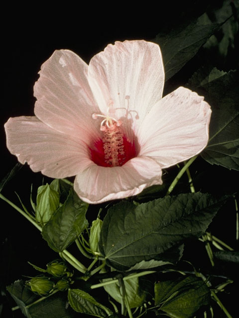 Hibiscus laevis (Halberdleaf rosemallow) #829