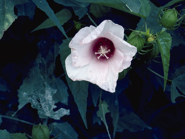 Hibiscus laevis (Halberdleaf rosemallow) #830