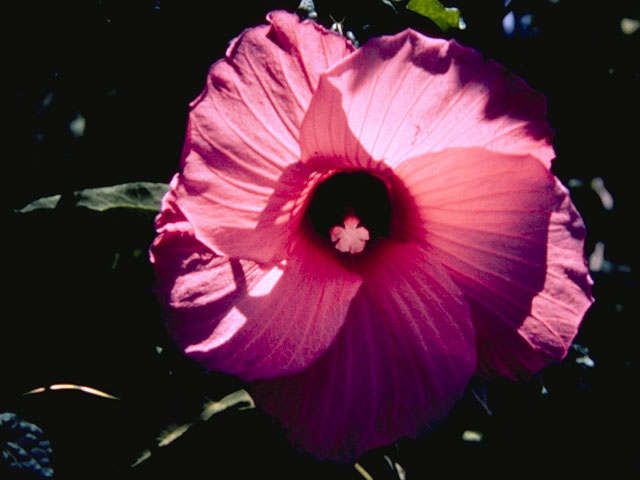 Hibiscus laevis (Halberdleaf rosemallow) #831