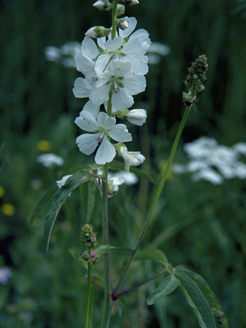 Iliamna grandiflora (Largeflower wild hollyhock) #837