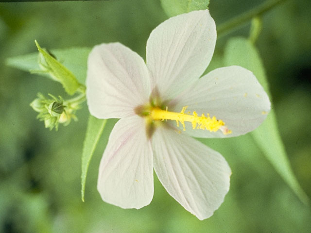 Kosteletzkya virginica (Virginia saltmarsh mallow) #843