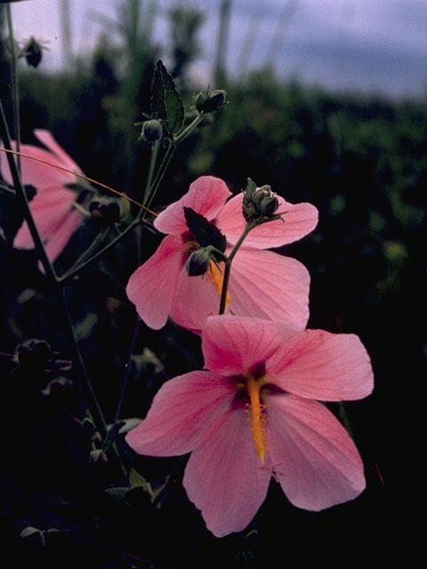 Kosteletzkya virginica (Virginia saltmarsh mallow) #846