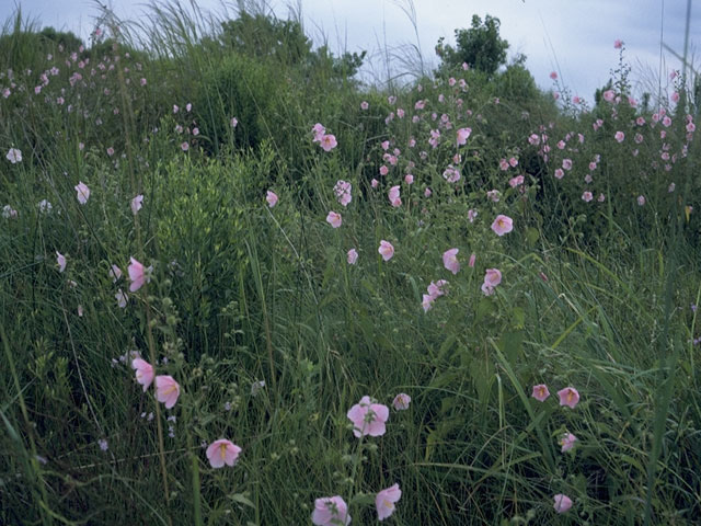 Kosteletzkya virginica (Virginia saltmarsh mallow) #847