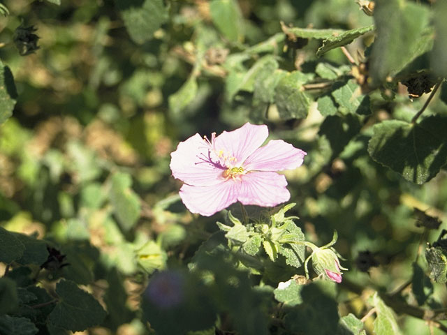 Pavonia lasiopetala (Rock rose) #874