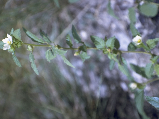 Sida longipes (Stockflower fanpetals) #880