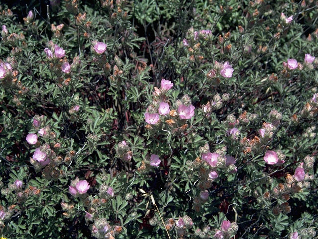 Sidalcea hickmanii (Chaparral checkerbloom) #897