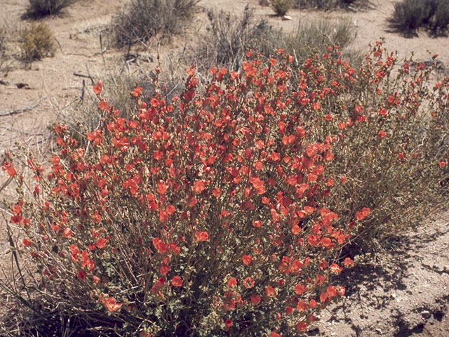 Sphaeralcea ambigua (Desert globemallow) #909