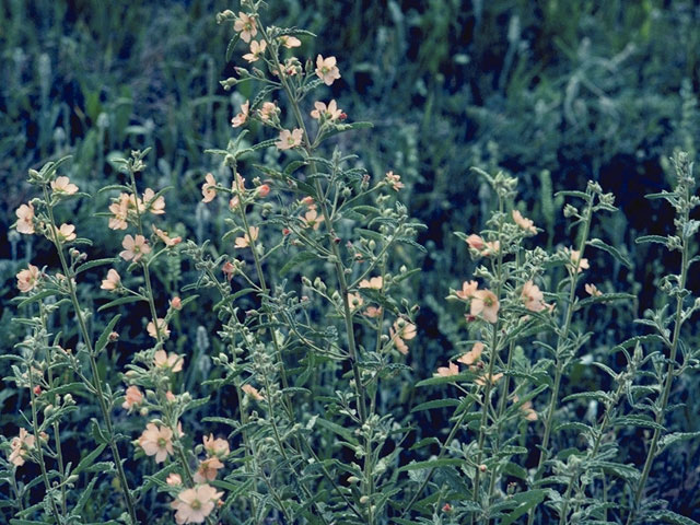 Sphaeralcea angustifolia (Narrowleaf globemallow) #910