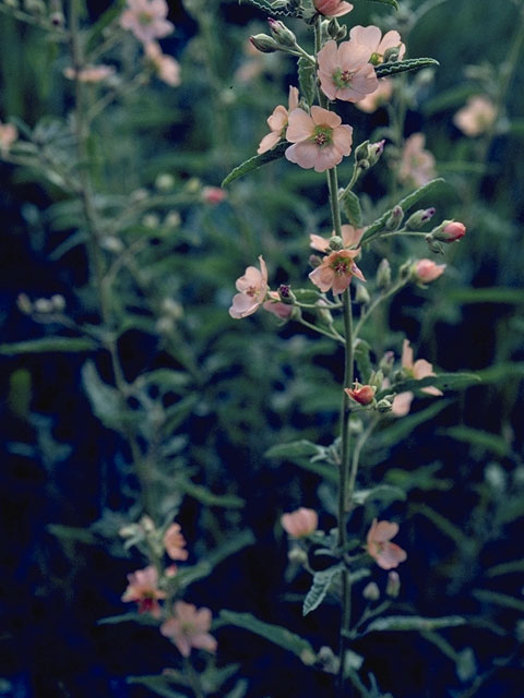 Sphaeralcea angustifolia (Narrowleaf globemallow) #911