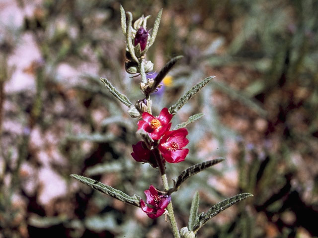 Sphaeralcea angustifolia (Narrowleaf globemallow) #914