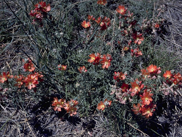 Sphaeralcea parvifolia (Smallflower globemallow) #930