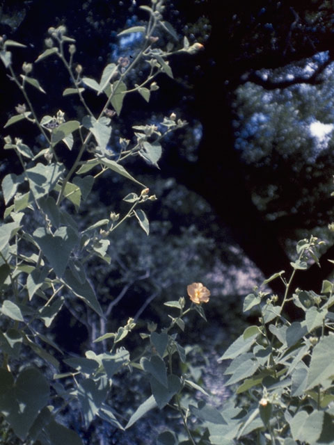 Allowissadula holosericea (Velvet-leaf mallow) #936