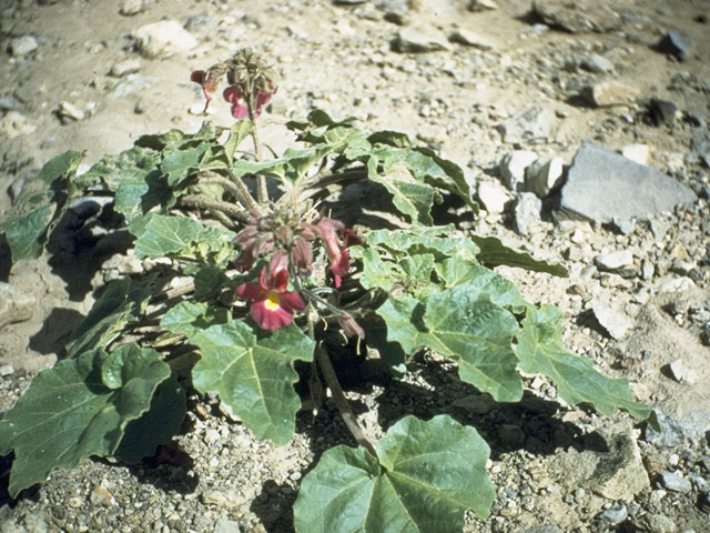 Proboscidea louisianica ssp. fragrans (Sweet unicorn plant) #945