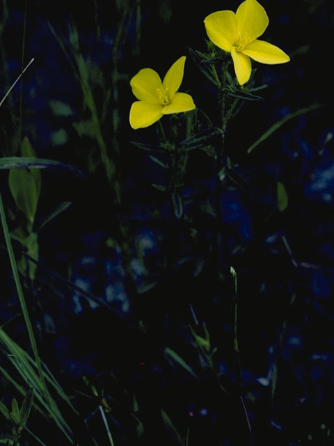 Rhexia lutea (Yellow meadow beauty) #952