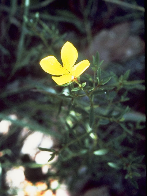 Rhexia lutea (Yellow meadow beauty) #953