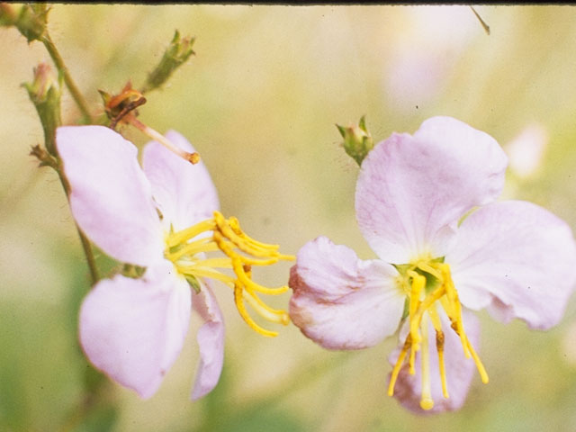 Rhexia mariana (Maryland meadow beauty) #957