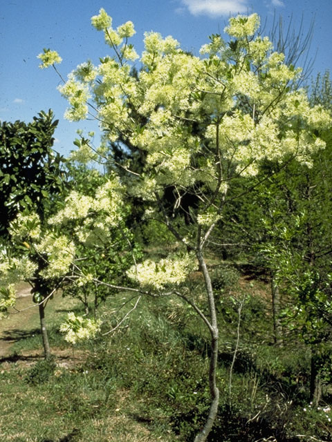 Chionanthus virginicus (White fringetree) #998
