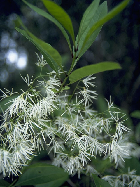 Chionanthus virginicus (White fringetree) #999