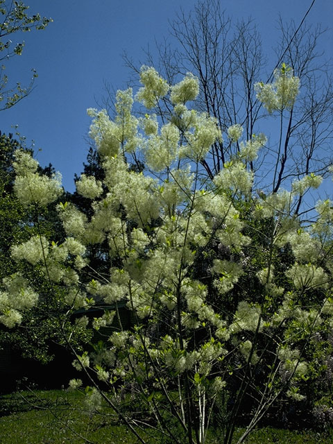 Chionanthus virginicus (White fringetree) #1001