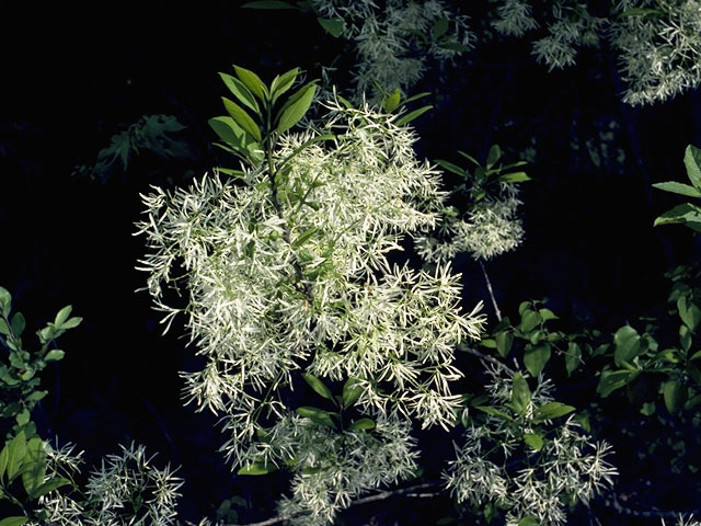 Chionanthus virginicus (White fringetree) #1002