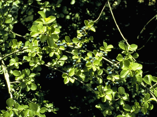 Forestiera reticulata (Net-leaf forestiera) #1006