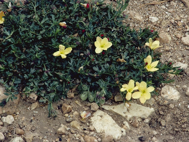 Menodora heterophylla (Low menodora) #1018