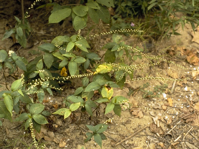 Circaea lutetiana ssp. canadensis (Broadleaf enchanter's nightshade) #1037