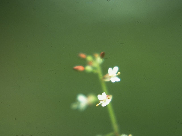 Circaea lutetiana ssp. canadensis (Broadleaf enchanter's nightshade) #1038