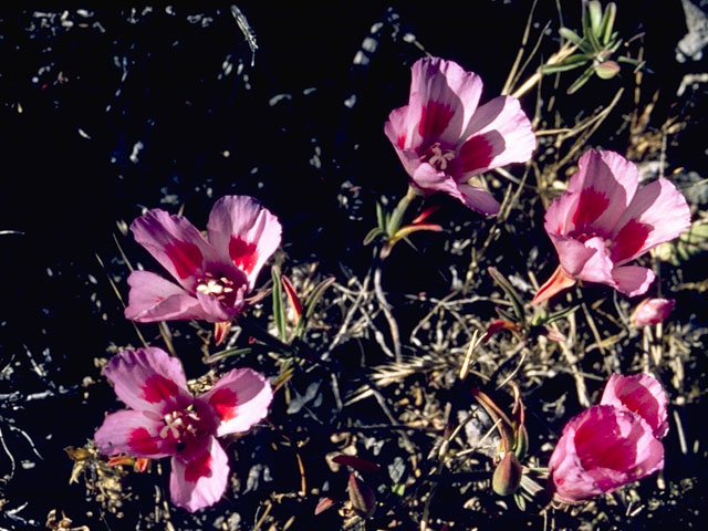 Clarkia amoena (Farewell to spring) #1039