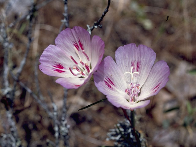 Clarkia amoena (Farewell to spring) #1041