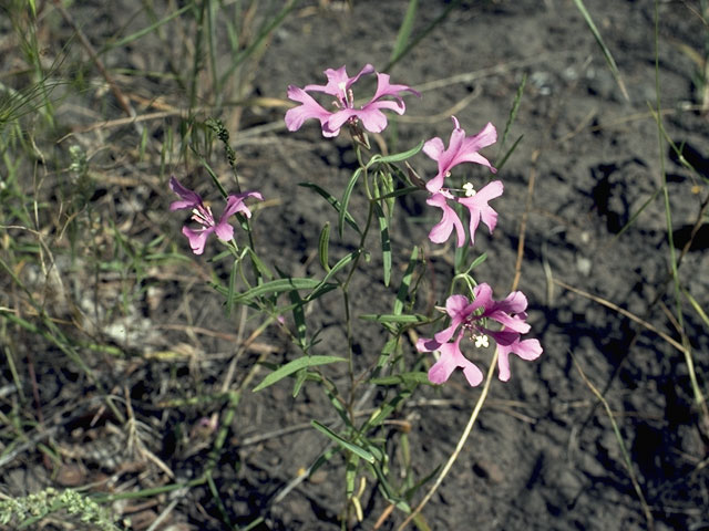 Clarkia concinna (Red ribbons) #1048