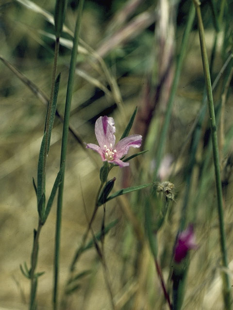 Clarkia purpurea (Winecup clarkia) #1058