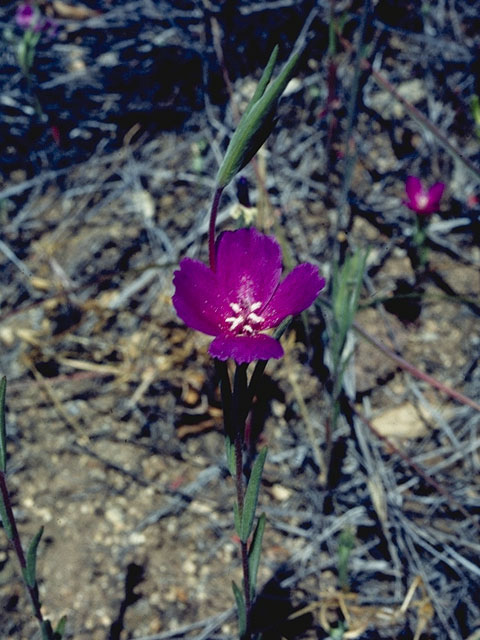 Clarkia purpurea (Winecup clarkia) #1059
