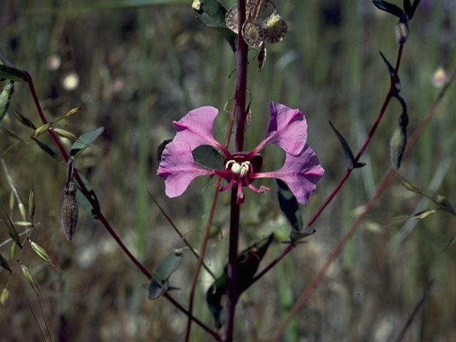 Clarkia unguiculata (Elegant clarkia) #1062