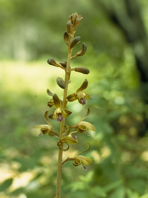 Hexalectris spicata (Spiked crested coralroot) #1079