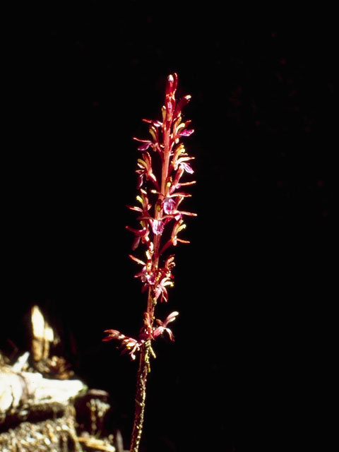 Corallorhiza mertensiana (Pacific coralroot) #1080