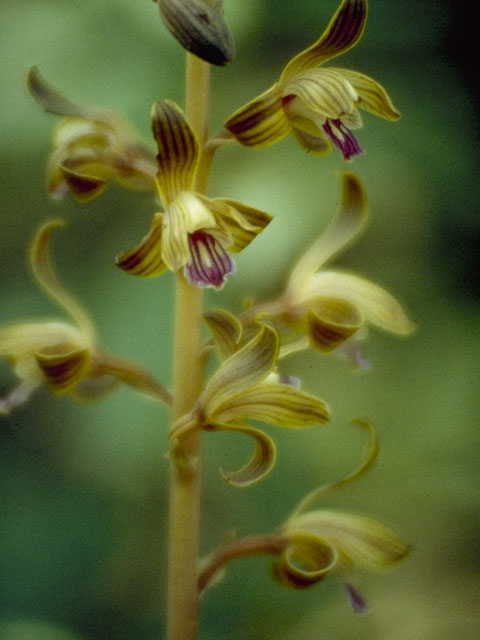 Hexalectris spicata (Spiked crested coralroot) #1082