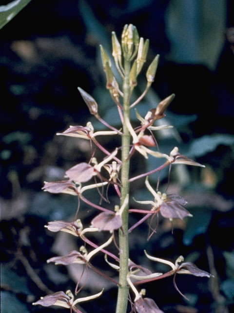 Liparis liliifolia (Brown widelip orchid) #1085