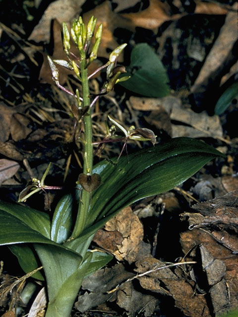 Liparis liliifolia (Brown widelip orchid) #1086