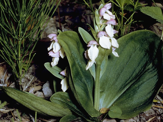 Galearis spectabilis (Showy orchid) #1093