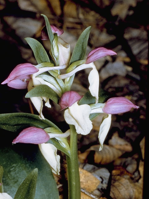 Galearis spectabilis (Showy orchid) #1094