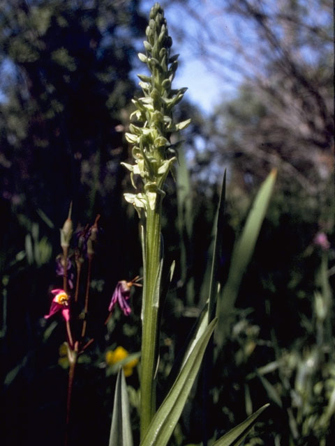 Platanthera stricta (Slender bog orchid) #1097
